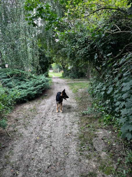 Weg zum "Rentnerpaddock,,